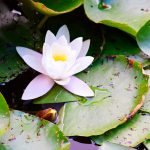 Formación bianual de Acompañante en Estilo de Vida Ayurvédico